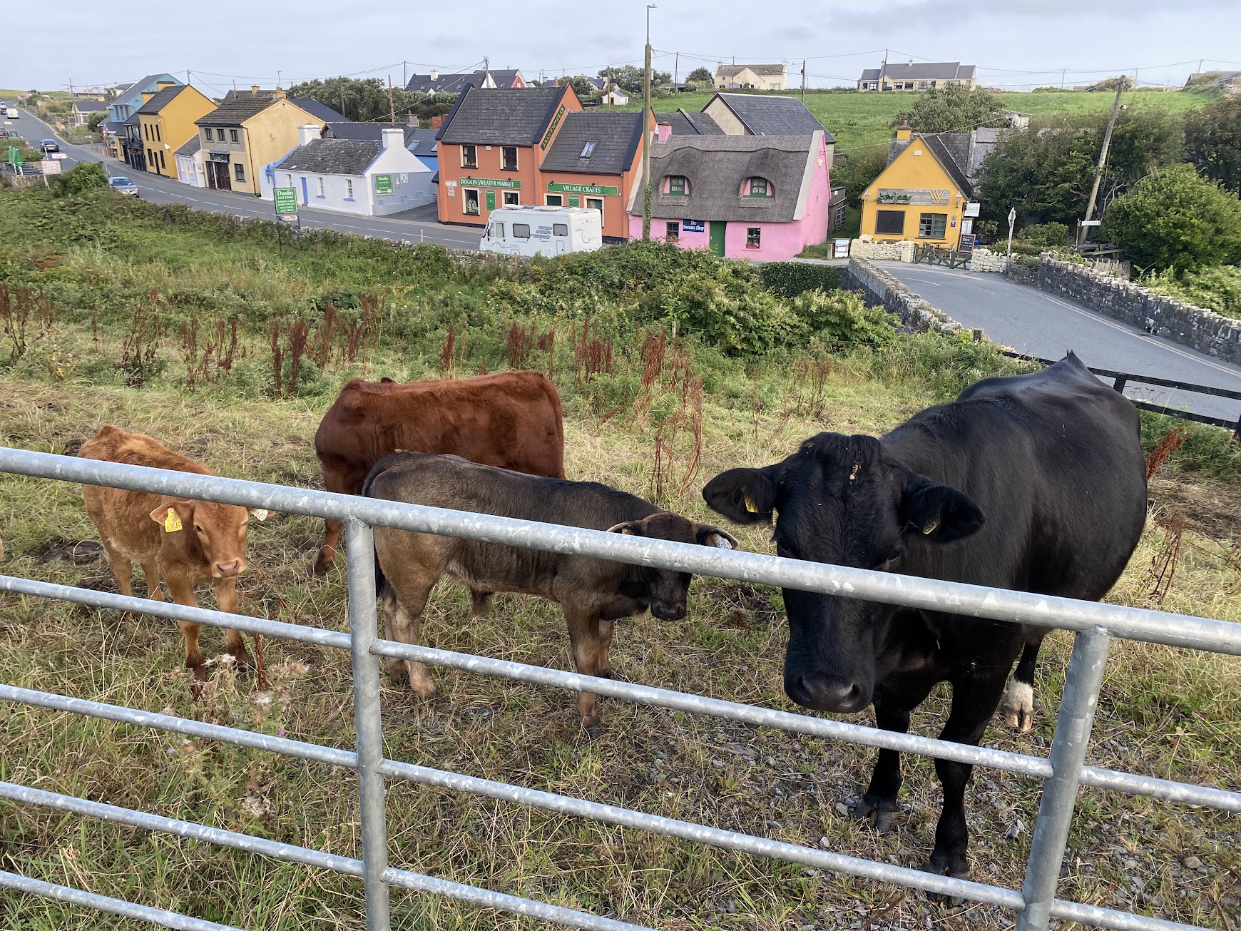 Cows in Doolin