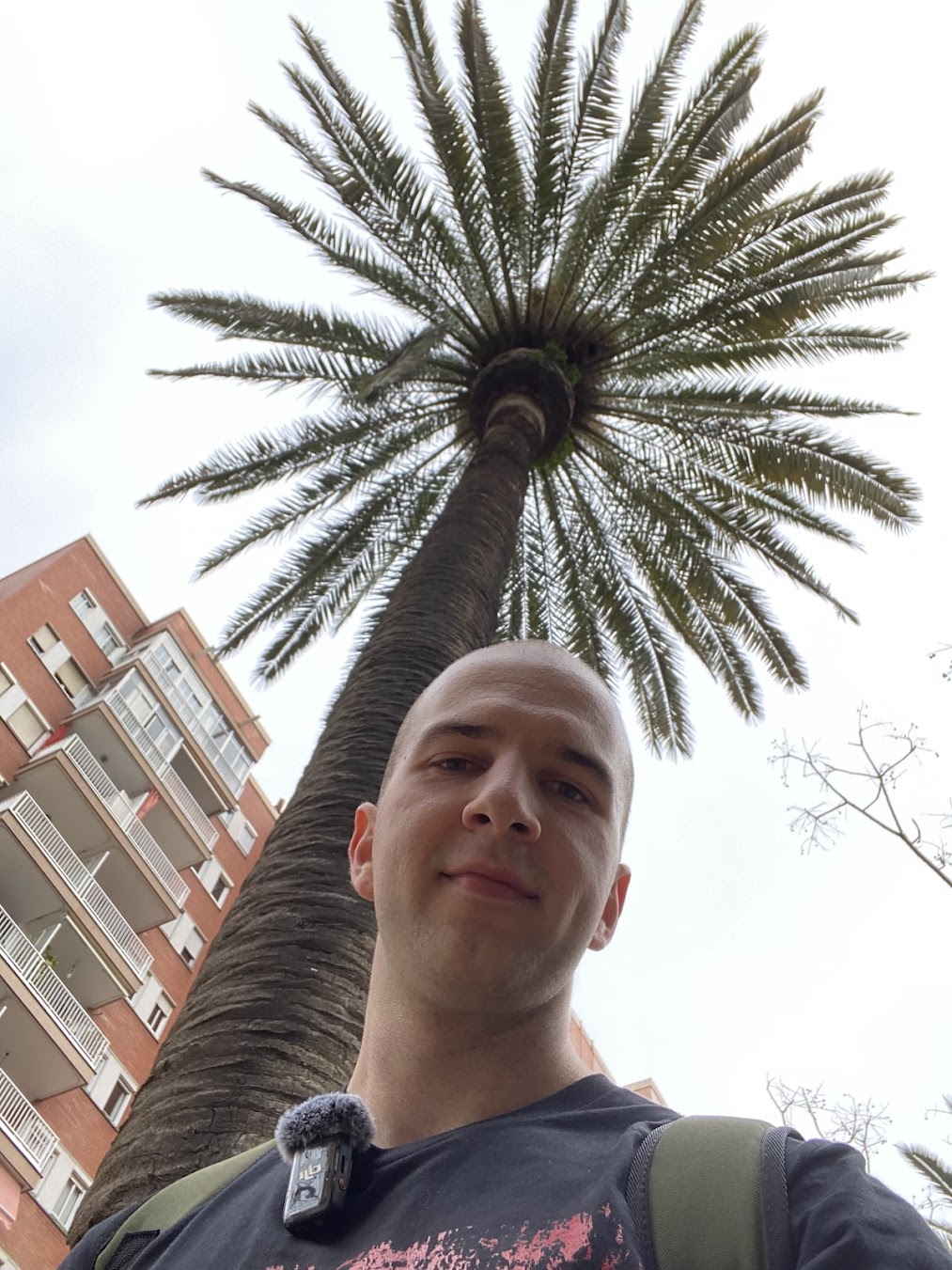 Palm tree in January