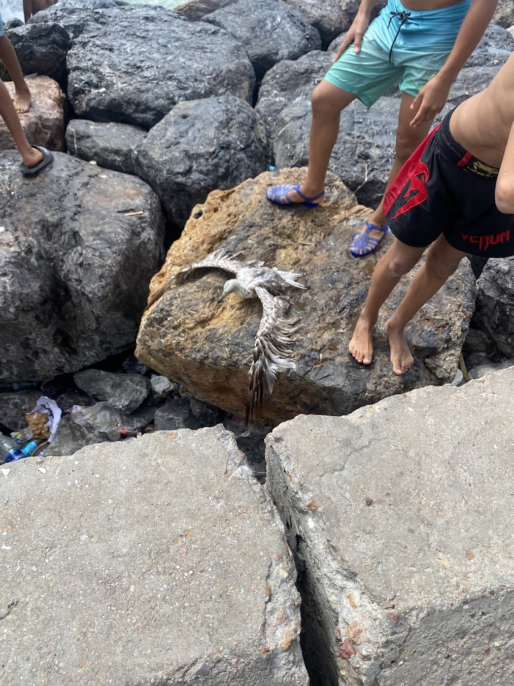 Poor bird rescued